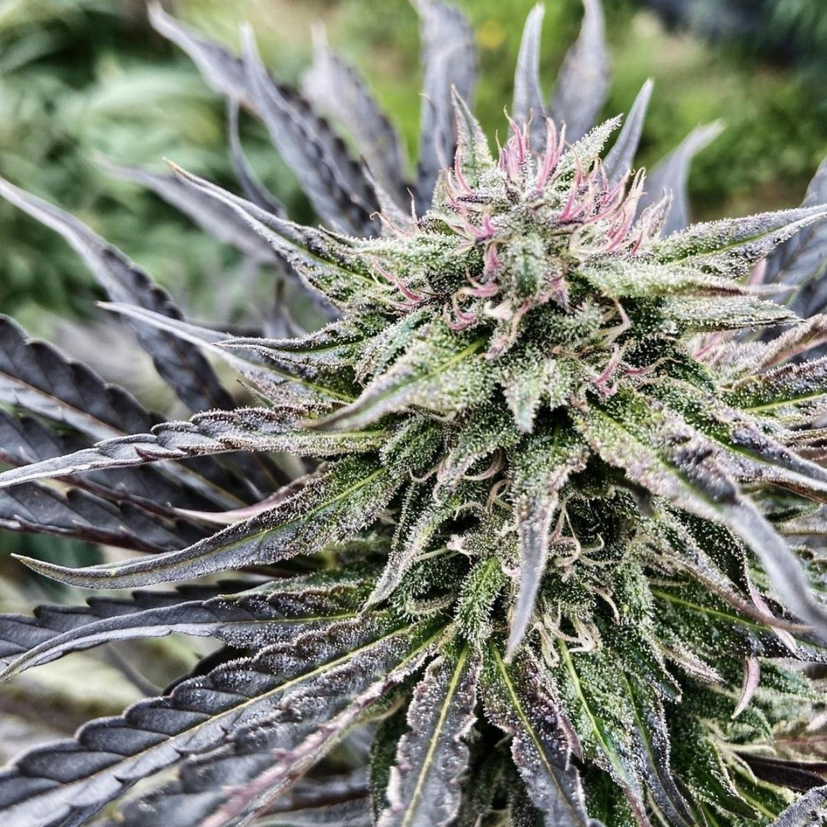 North Lifter - Premium CBD Flower